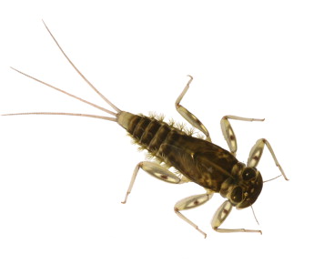 Juvenile Mayfly
